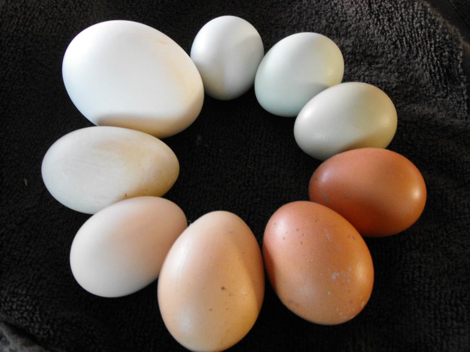 Eggs